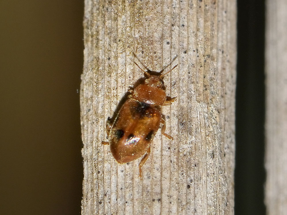 Coccidula scutellata, Coccinellidae, Rhizobiinae